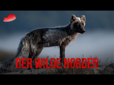 THE WILD NORTH: Dovrefjell || Musk ox and Arctic fox