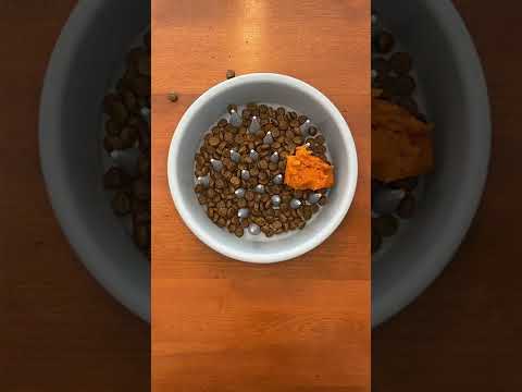 How to help your dog’s sensitive stomach! 🎃🐕 #shorts