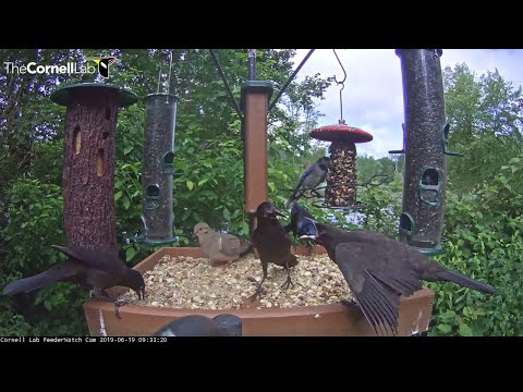 Hungry Juvenile Grackle Begs For Food At Cornell Feeders – June 19, 2019