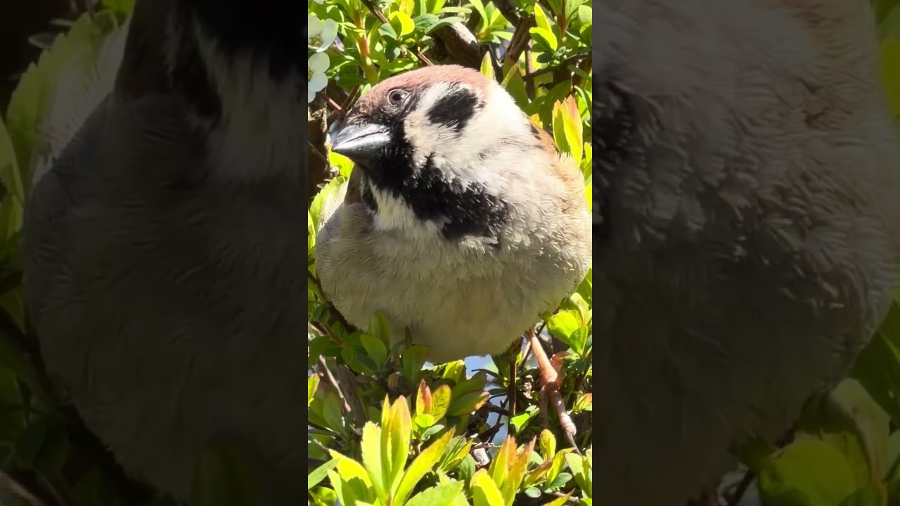 チュンチュンかわゆいやつら