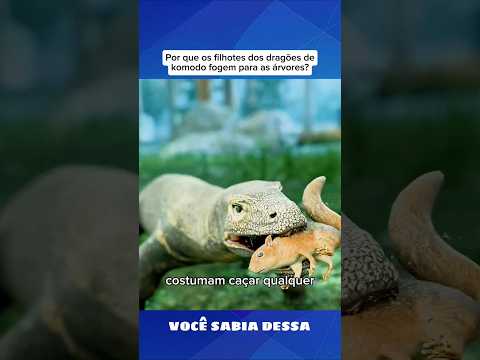 Por que os filhotes dos dragōes de komodo fogem para as árvores? #curiosidades #shorts