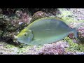 TRA QUATTROMILA PESCI ACQUARIO DI GENOVA 2021