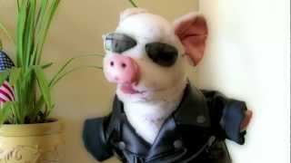 Bacon Pet Treats - They'll Be Beggin' for BACON!