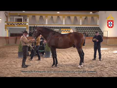 220129 44 Iscorial - Aprovação de Garanhões