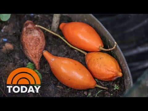 Can new psychedelic drug ibogaine treat opioid addiction?