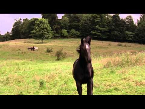 Черный красавец - Трейлер