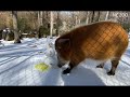 NC Zoo: Red River Hog finds a Snowman