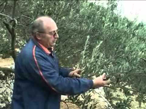 Rezidba masline na rod - rezidba unatrag