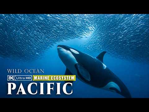 Pacific Ocean Inside the Most Powerful Marine Ecosystem on Earth