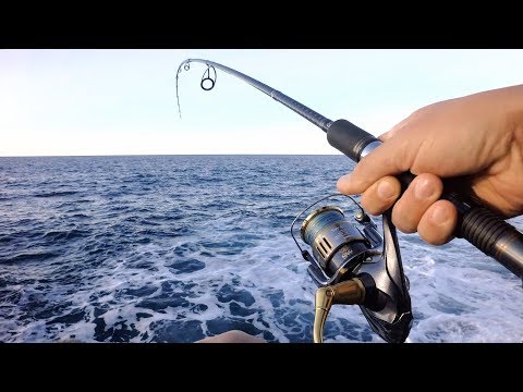 Dentex (Zubatac, Зубан). 09.12.2018