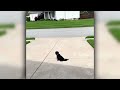 AFV Com Season 33 Episode 2 Sneak Peek