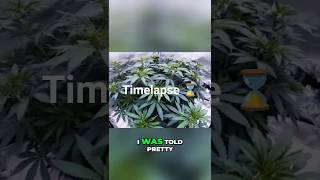 🌱 Wild Berry Runtz Strain | Phenotype Hunt From Seed