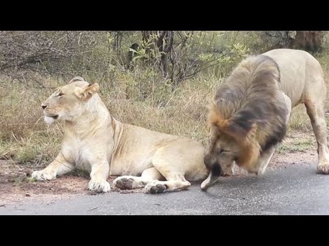发情期的雄狮遇上母狮，下一秒憋住别笑，镜头记录搞笑一幕