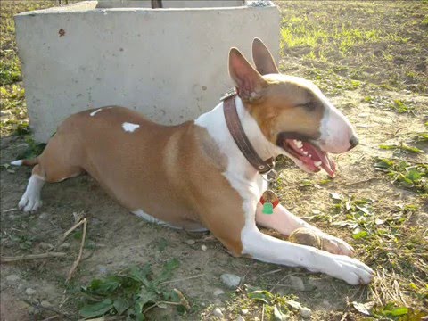 Bull terrier Pallaska