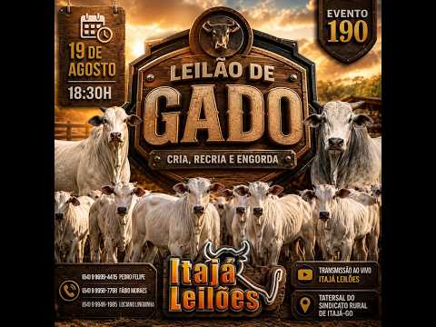 LEILÃO DE GADO DA ITAJÁ LEILÕES