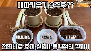 바나나껍질, 계란껍질, 커피찌꺼기 천연비료 효과 검증 실험!! 대파키우기 3주후 충격적인 결과!!!