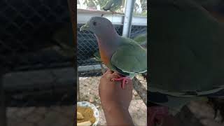 Download lagu Uji kerakas live!! burung punai daun sangat jinak mp3 Download lagu Uji kerakas live!! burung punai daun sangat jinak mp3