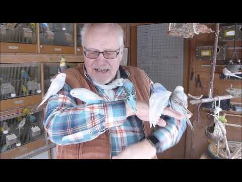 2019 01 24 Der Wellispielfilm des Tages vom Wellifluesterer