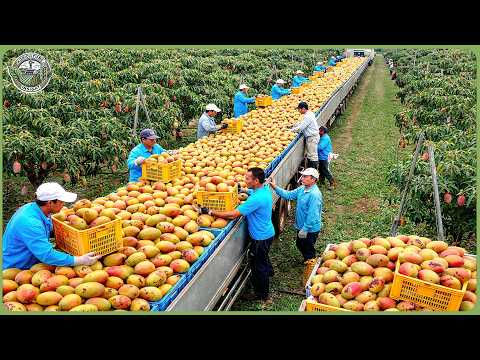 Incredible India Farmers Harvesting Millions Tons of Fruits & Vegetables   Massive Farming Process