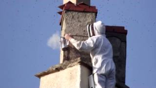 preview picture of video 'Bee Swarm'