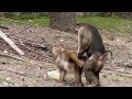 Sex In The Zoo