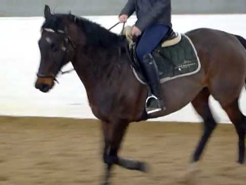 Mulle (Trumpator) rider form