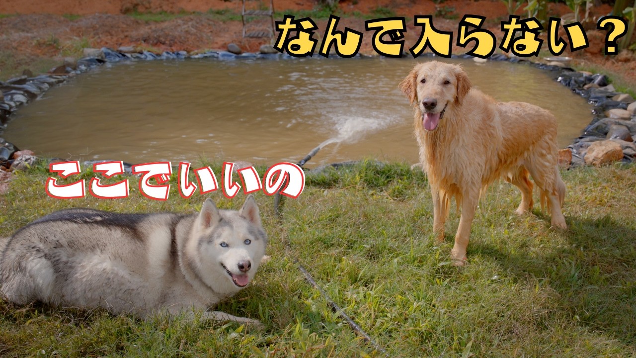 初めての池に戸惑いながらも楽しむゴールデンレトリバーと、絶対に入らないハスキーが可愛すぎた