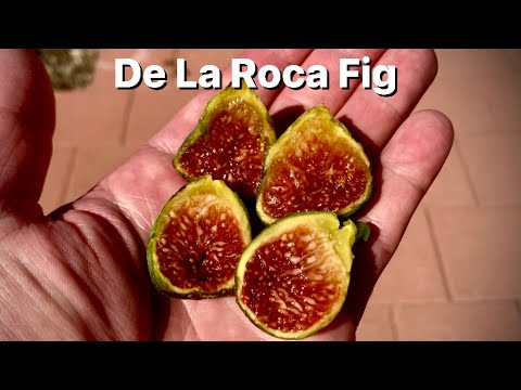 De La Roca Fig