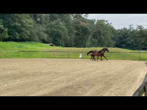 Fohlen Imperial Valley   Ivanhoe 1