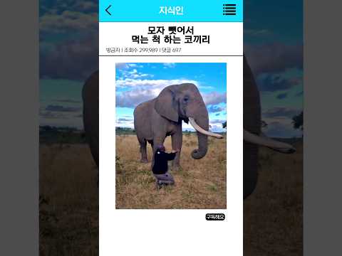 모자 뺏어 먹는 척 하는 코끼리ㅋㅋ