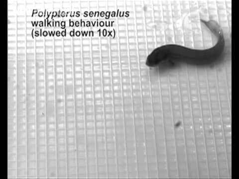 歩く魚は陸から海への進化を再現します