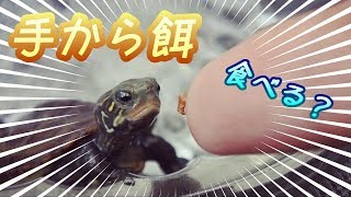 クサガメ 赤ちゃん Watch Hd Mp4 Videos Download Free