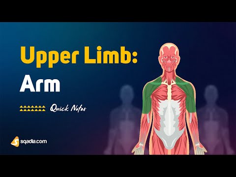 Upper Limb: Arm | Introduction | Anatomy