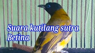 Download lagu Pancingan pemula kutilang sutra betina||jantan gass nyaut mp3 Download lagu Pancingan pemula kutilang sutra betina||jantan gass nyaut mp3