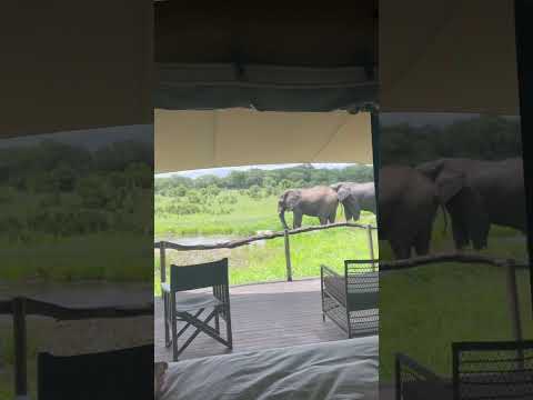 ELEPHANTS visiting Somalisa Acacia during afternoon siesta🐘 #africansafari #zim #safari #africa