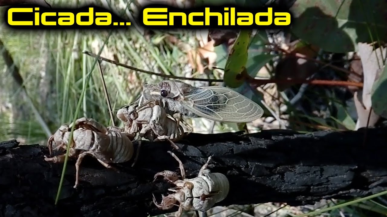 Cicada... Enchilada!