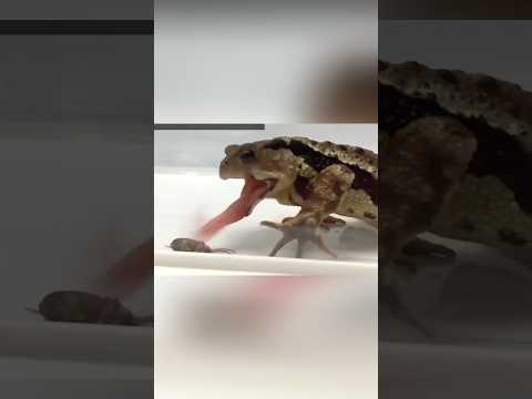 Animales que Escaparon de la Otra Vida