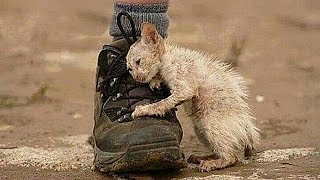 10 HISTORIAS QUE TE DEVOLVERAN LA FE EN LA HUMANIDAD Parte 2