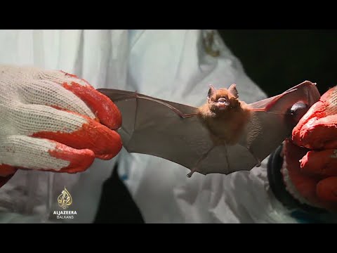 Al Jazeera Svijet: Filipinski naučnici žele spriječiti novu pandemiju