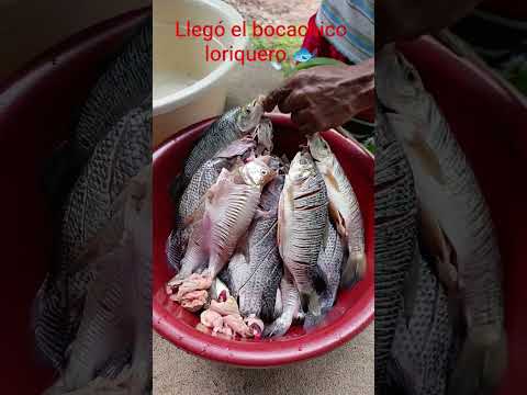 el canal de pescado #seguidores