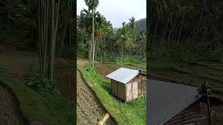 Download lagu Kampuang nan jauh di mato                                        #durga mp3