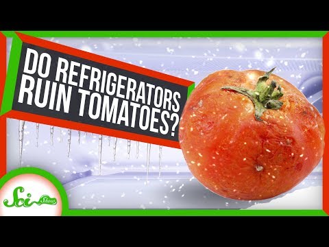 為什麼你永遠不應該把西紅柿放進冰箱! (Why You Should Never Put Tomatoes in the Fridge!)