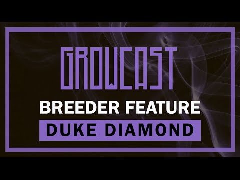💎Breeder Feature: Duke Diamond