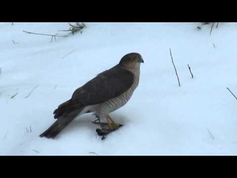 Birding Slovakia - Accipiter nisus - Jastrab krahulec
