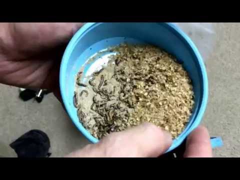 Mini mealworms-Tenebrio obscurus--unboxing and feeding response test