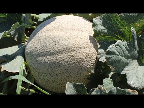 , title : 'Cómo Cultivar Melón: Preparación de Suelo y Siembra'