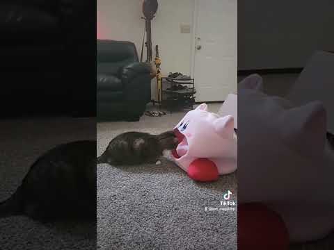 The Kirby cat bed is working!