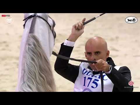 N 175 D MASHJI   Dubai International Arabian Horse Championship 2021   Stallions 4 6 Years Old Class