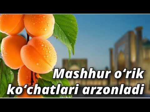 O‘rik, Gilos, Uzum ko‘chatlari aksiyada! Bu narxni qo‘ldan boy bermang! ko‘chatlar rekord darajada.