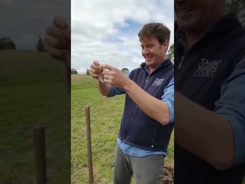 Meet the Sheep at Tarndwarncoort